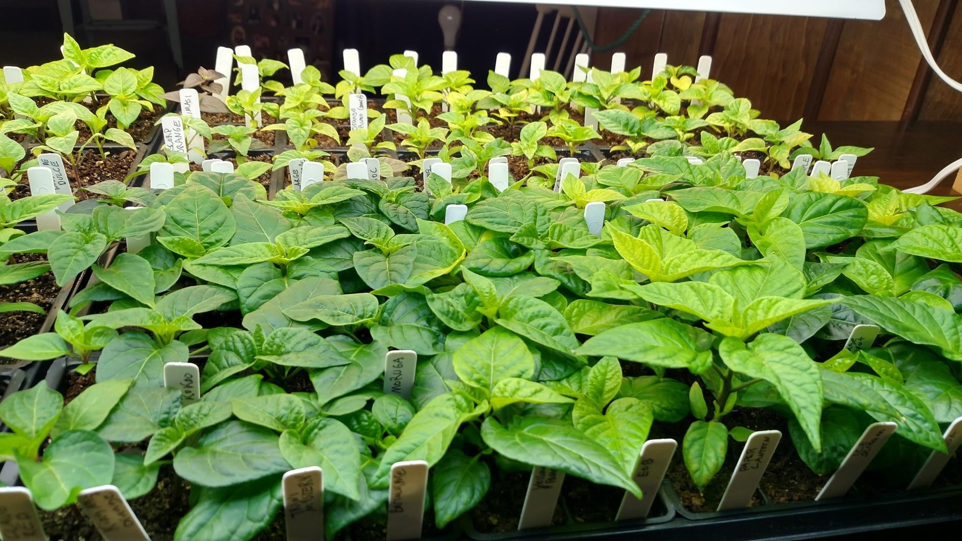 https://www.whitehotpeppers.com/cdn/shop/articles/chili-pepper-seedlings-starts_1889x.jpg?v=1455070313