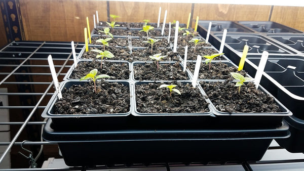 Growing Hot Peppers from Seed: Potting up Pepper Seedlings - White Hot ...