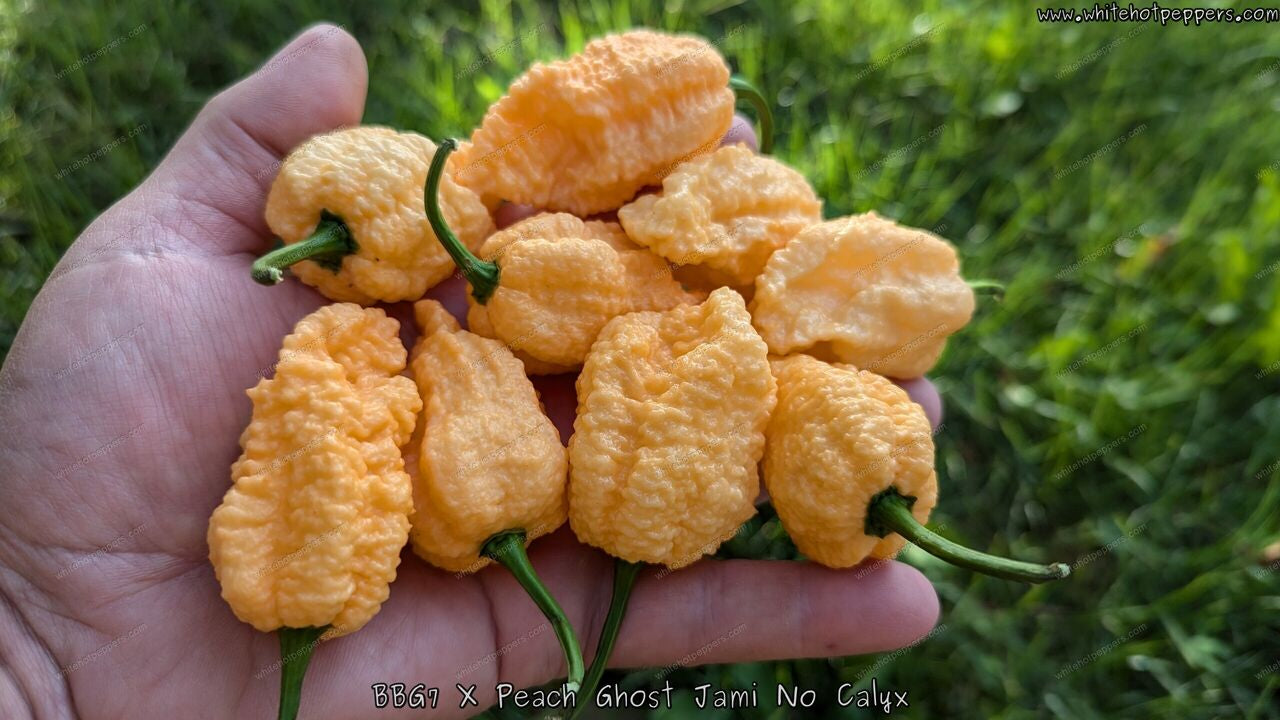 BBG7 x Peach Ghost Jami (No Calyx) - White Hot Peppers LLC