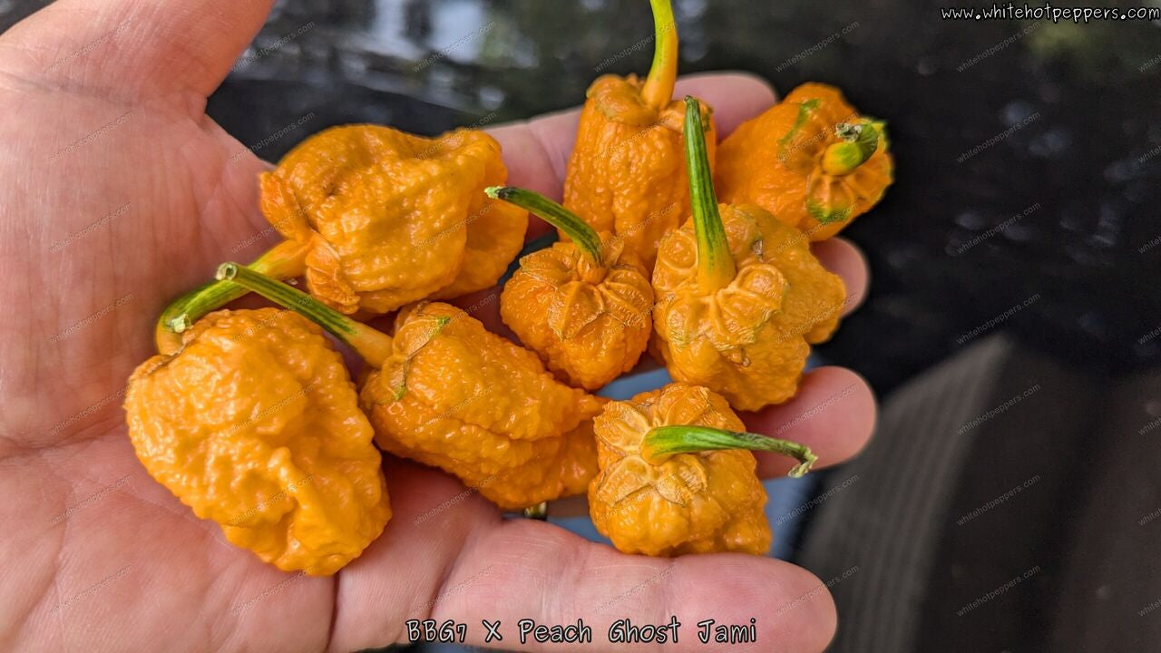 7 Pot Bubblegum (BBG7) x Peach Ghost Jami - Pepper Seeds - White Hot Peppers