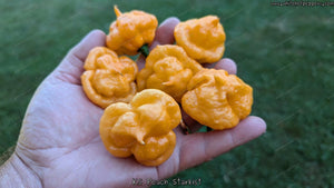 KS Peach Starrkist - Pepper Seeds - White Hot Peppers