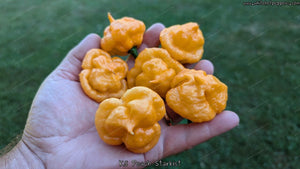 KS Peach Starrkist - Pepper Seeds - White Hot Peppers