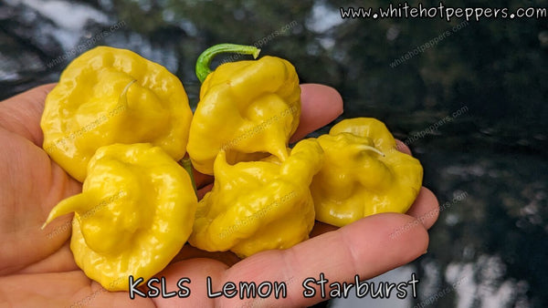 KS Lemon StarrBurst, The Most Beautiful Chili Pepper - La Maison