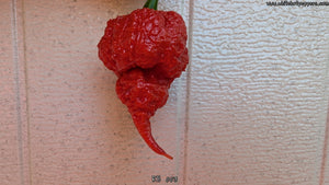 RB 003 - Pepper Seeds - White Hot Peppers