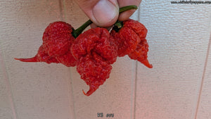 RB 003 - Pepper Seeds - White Hot Peppers