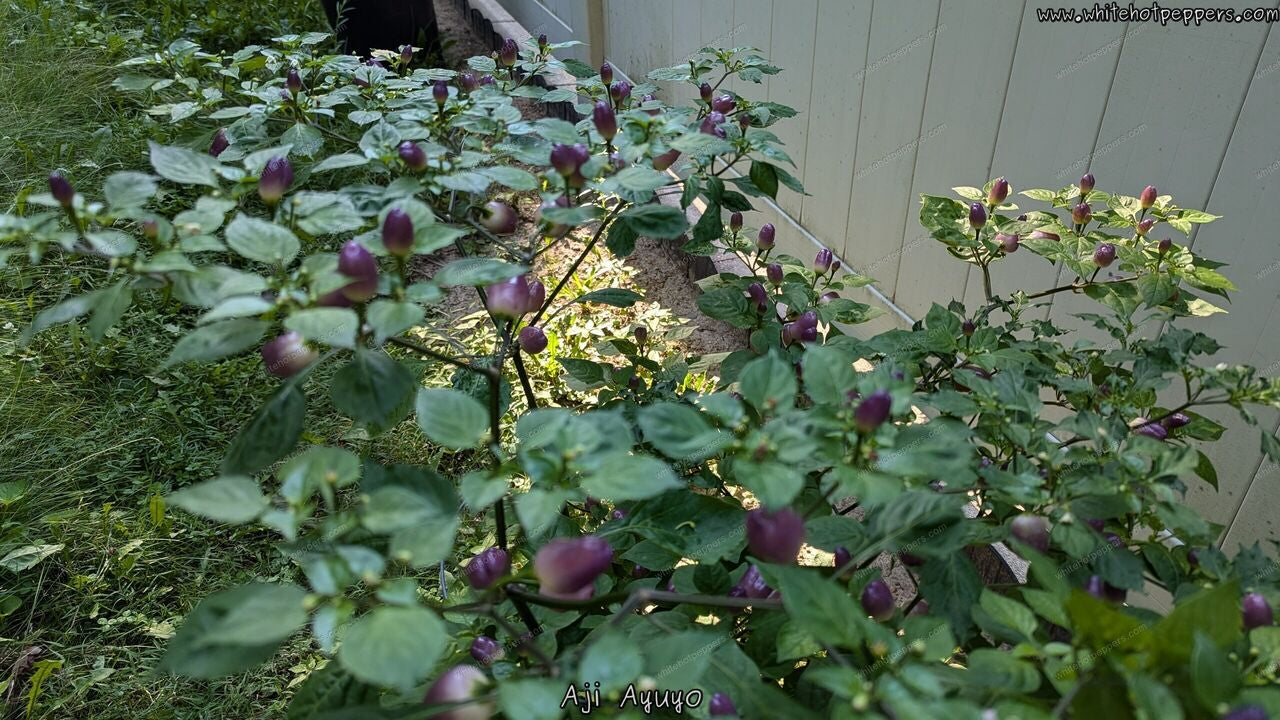 Aji Ayuyo - Pepper Seeds - White Hot Peppers