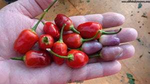 Aji Ayuyo - Pepper Seeds - White Hot Peppers