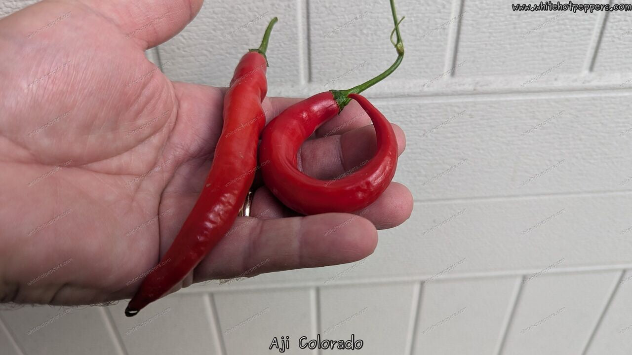 Aji Colorado - Pepper Seeds - White Hot Peppers