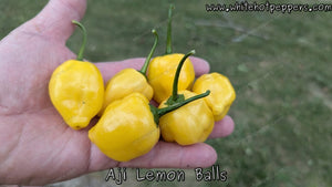 Aji Lemon Balls - Pepper Seeds - White Hot Peppers