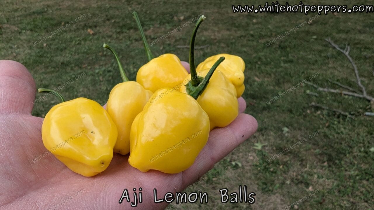 Aji Lemon Balls - Pepper Seeds - White Hot Peppers