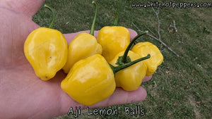 Aji Lemon Balls - Pepper Seeds - White Hot Peppers