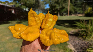 Big Yellow Mama - Pepper Seeds - White Hot Peppers