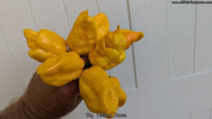 Big Yellow Mama - Pepper Seeds - White Hot Peppers