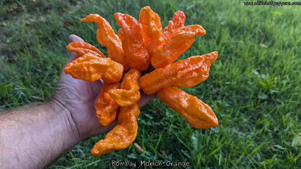 Bombay Morich Orange - White Hot Peppers LLC