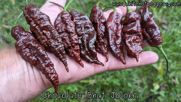 Bhut Jolokia (Ghost) Chocolate - White Hot Peppers LLC