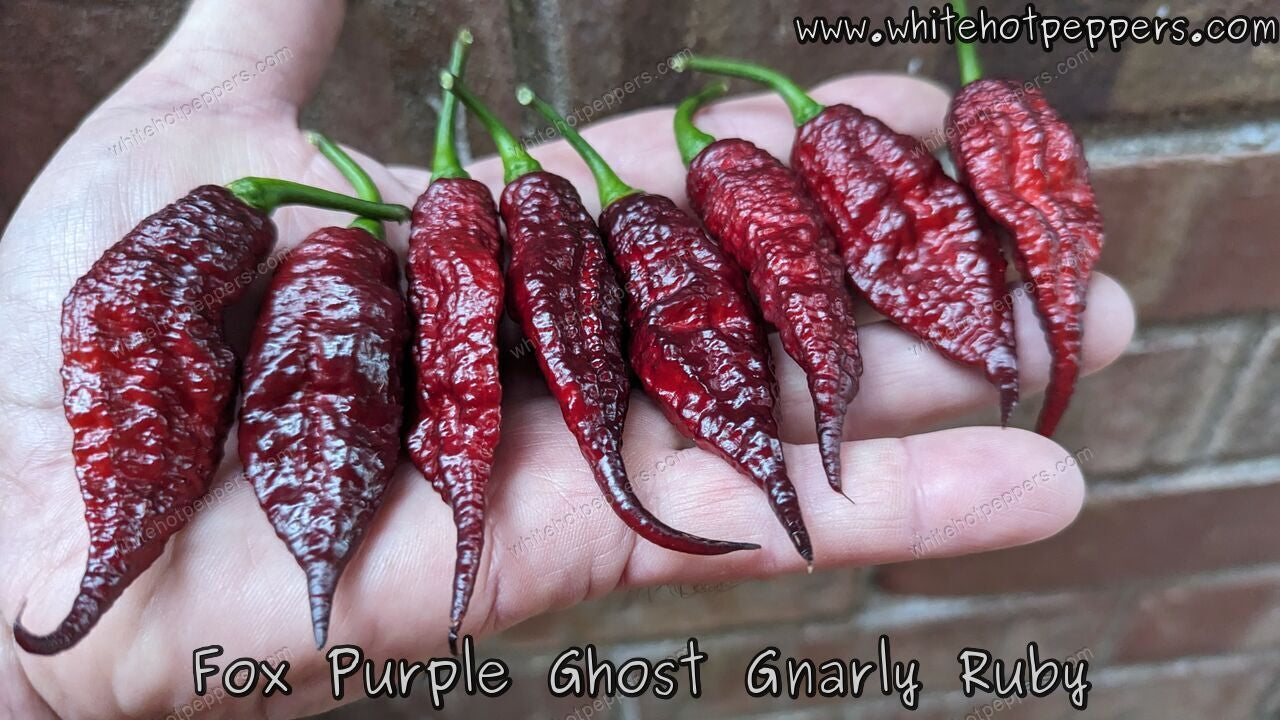 Rare Giant Spices Spicy Chili Red Pepper, 10 Seeds, hot vegetables edible  TS234T