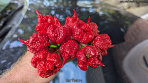 Hurt Berry - Pepper Seeds - White Hot Peppers