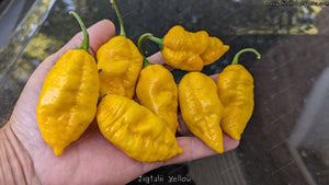 Jigtali - Pepper Seeds - White Hot Peppers