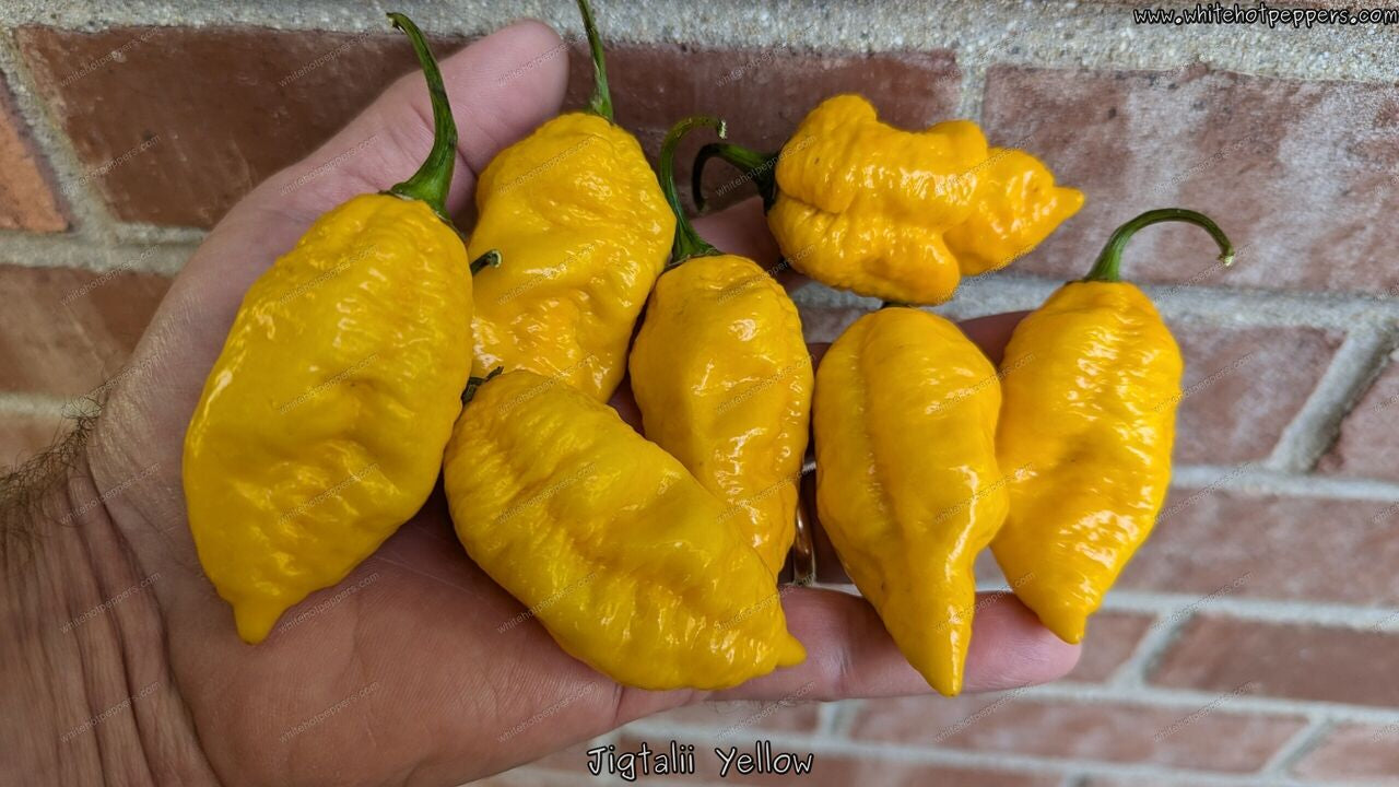 Jigtali - Pepper Seeds - White Hot Peppers