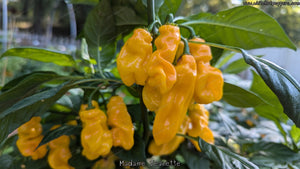 Madame Jeanette - Pepper Seeds - White Hot Peppers