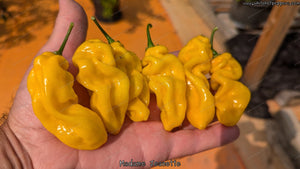 Madame Jeanette - Pepper Seeds - White Hot Peppers