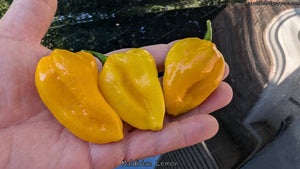 Maldivian Lemon - Pepper Seeds - White Hot Peppers