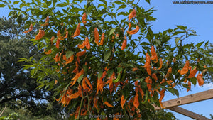 Orange Ribbon - Pepper Seeds - White Hot Peppers