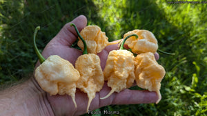 Peach Miasma - Pepper Seeds - White Hot Peppers