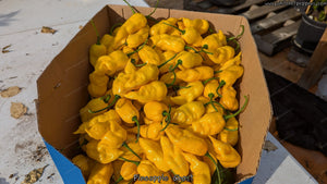 Pineapple Ghost - Pepper Seeds - White Hot Peppers