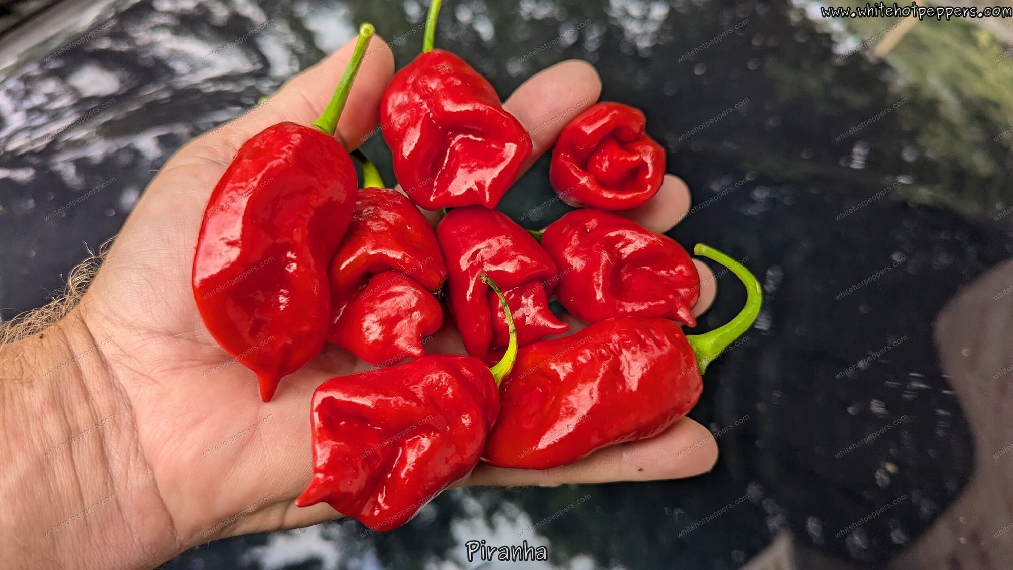 Piranha - Pepper Seeds - White Hot Peppers