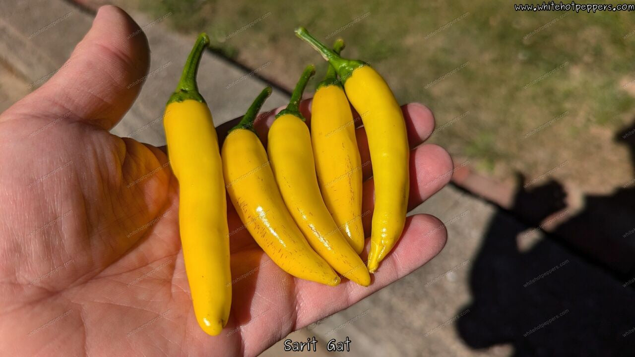 Yellow Serrano - Pepper Seeds - White Hot Peppers