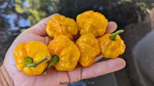 Scotch Bonnet TFM - Pepper Seeds - White Hot Peppers