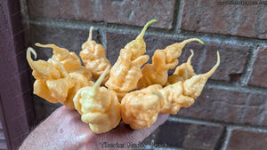 Tiberius Mauler Peach - Pepper Seeds - White Hot Peppers