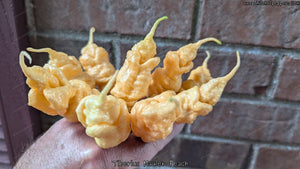 Tiberius Mauler Peach - Pepper Seeds - White Hot Peppers