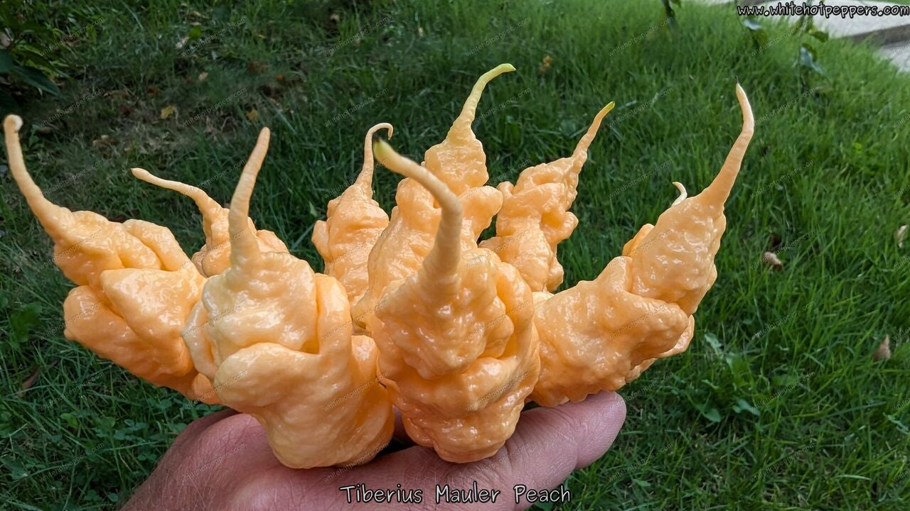 Tiberius Mauler Peach - Pepper Seeds - White Hot Peppers