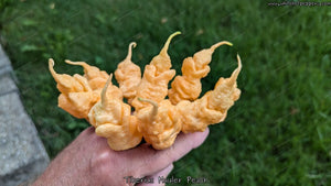 Tiberius Mauler Peach - Pepper Seeds - White Hot Peppers