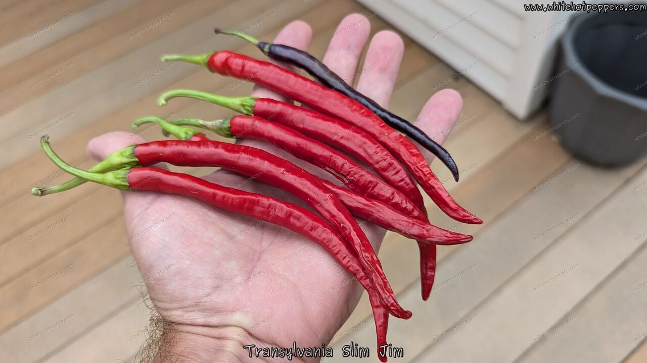 Transylvania Slim Jim - Pepper Seeds - White Hot Peppers