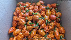 Trinidad Scorpion Orange Long Tail - Pepper Seeds - White Hot Peppers