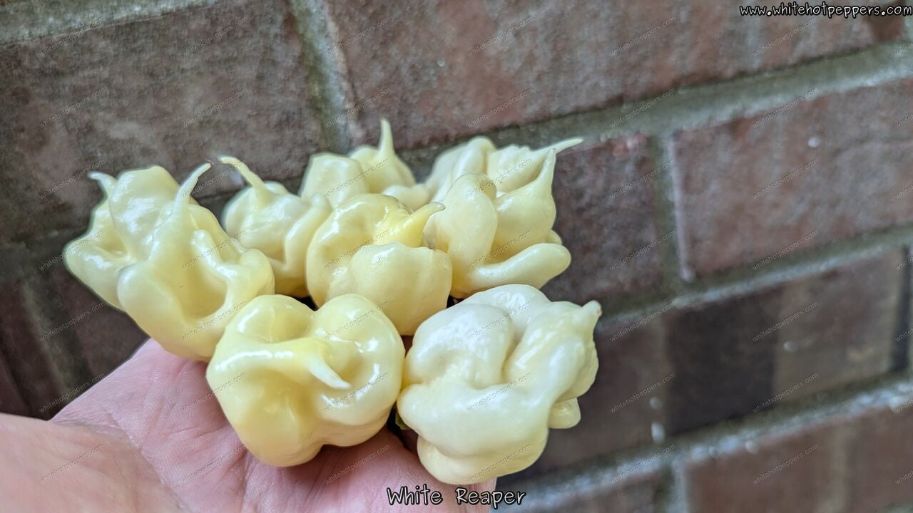 White Reaper - Pepper Seeds - White Hot Peppers