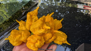 Yellow Reaper - Pepper Seeds - White Hot Peppers