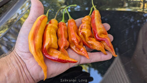 Zébrange Cross (Long) - Pepper Seeds - White Hot Peppers