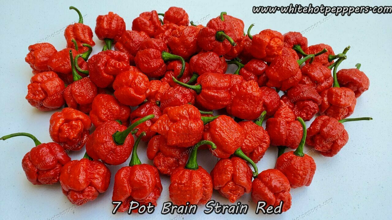 Super Hot Chili Pepper Seeds - White Hot Peppers LLC