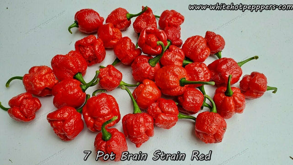 Super Hot Chili Pepper Seeds - White Hot Peppers LLC