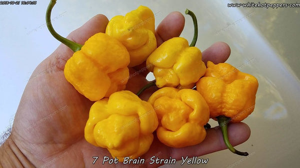 Yellow 7 Pot Brain Strain Pepper Seeds