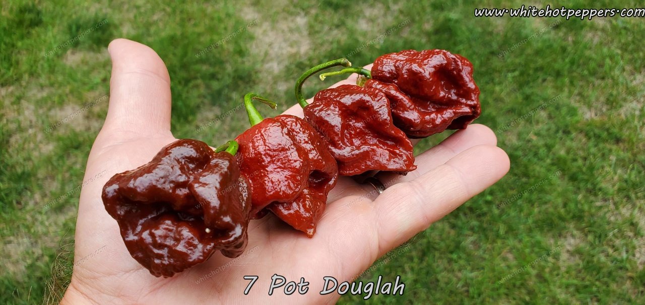 All Chili Pepper Seeds - White Hot Peppers LLC