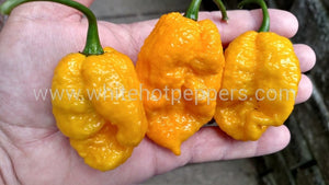 7 Pot Nebru - Pepper Seeds - White Hot Peppers