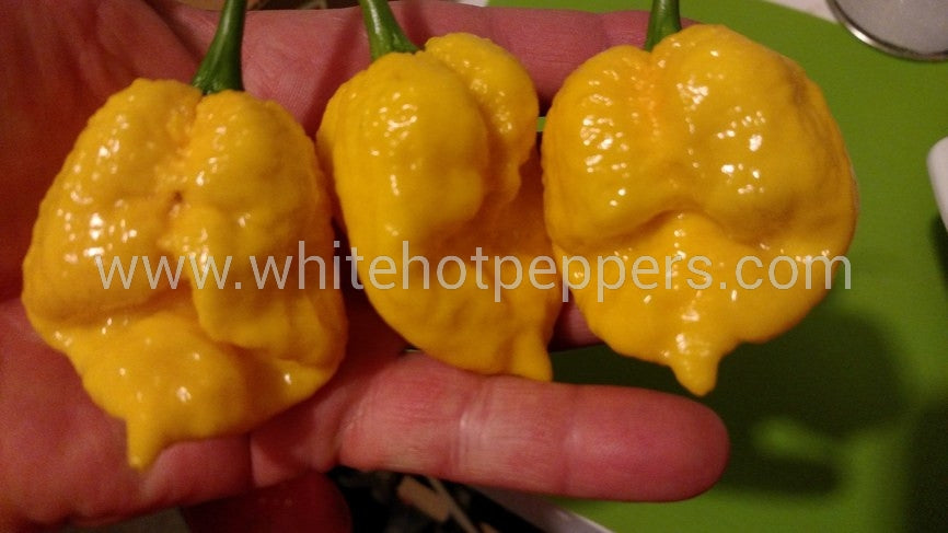 7 Pot Nebru - Pepper Seeds - White Hot Peppers