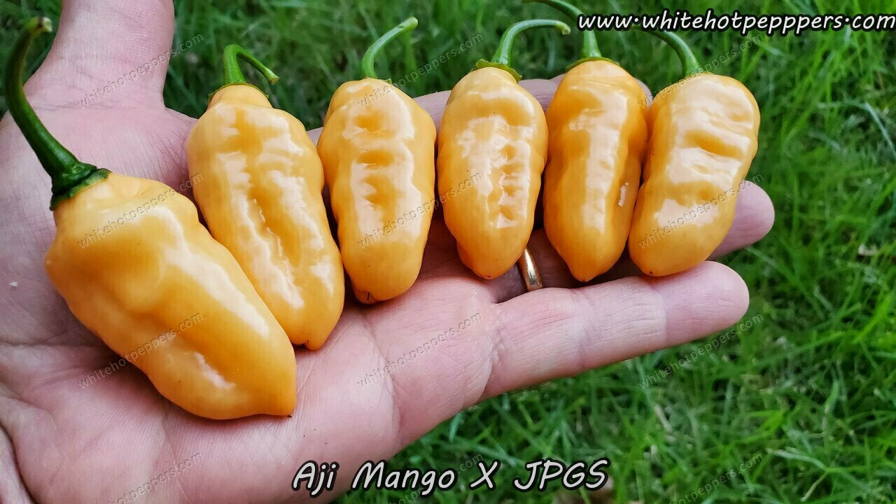 Aji Mango x JPGS - Pepper Seeds - White Hot Peppers