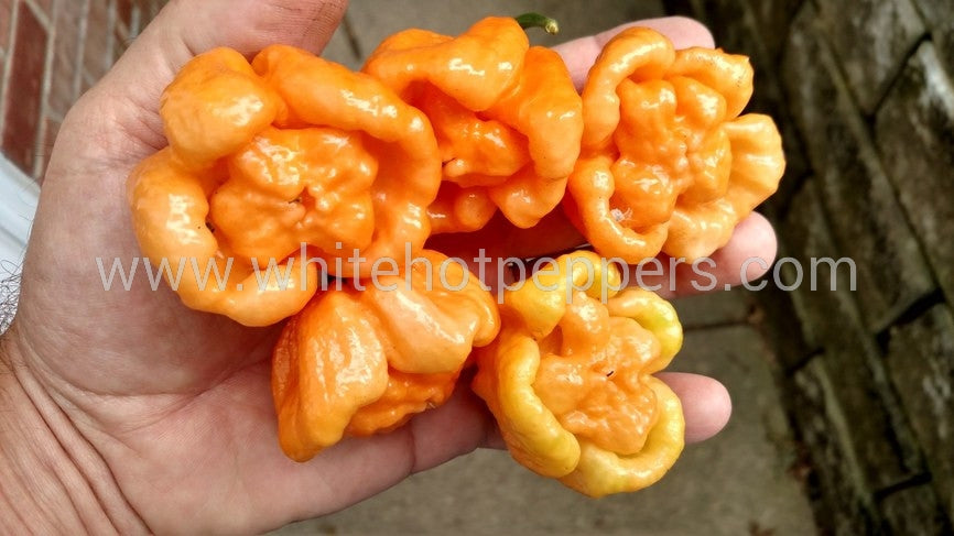 Bahamian Goat Pepper (Piment Bouc) 10 x Seeds