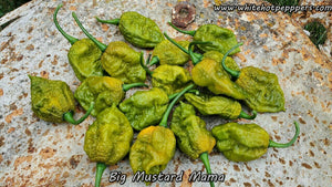 Big Mustard Mama - Pepper Seeds - White Hot Peppers